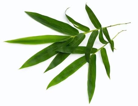 Simpla 360 contains bamboo leaves in ecstasy